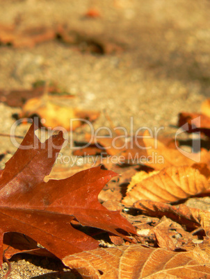 Herbstliche Ahornblätter