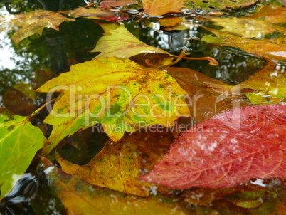 Herbstlaub in einem See