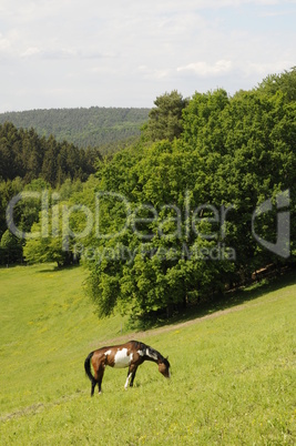 Pferd auf einer Weide