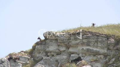 goats on a steep hill