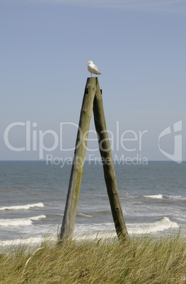 Möwe auf Holzpfosten