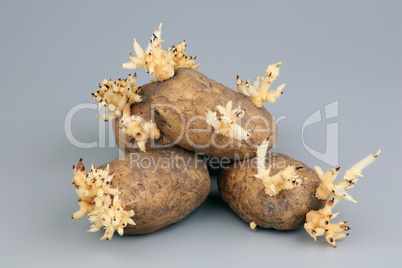 The sprouted tubers of a potato