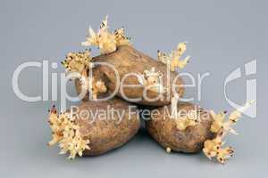 The sprouted tubers of a potato