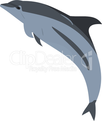 Realistic illustration of a dolphin