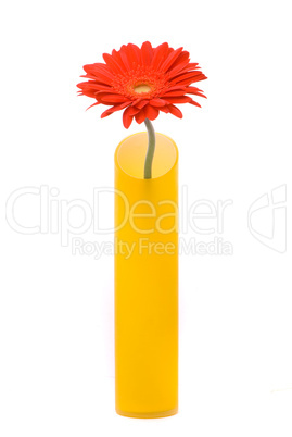 Red gerber flower in yellow vase on white background