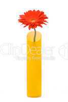 Red gerber flower in yellow vase on white background