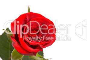 Red rose on a studio white background.