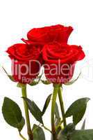 Red roses on a studio white background.