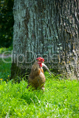 Cock walking on a grass