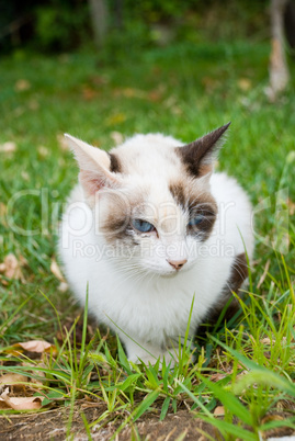 Portrait of a beautiful blue-eyed kitten