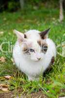 Portrait of a beautiful blue-eyed kitten