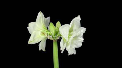 Rotating white amaryllis Christmas flower, endless loop 4b