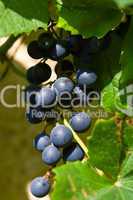 blaue Weintrauben, blue grapes