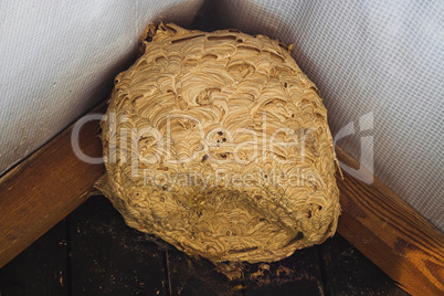 Wespennest, wasp's nest