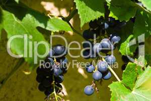 blaue Weintrauben, blue grapes