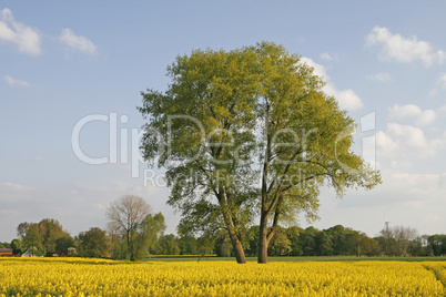 Baum im Rapsfeld