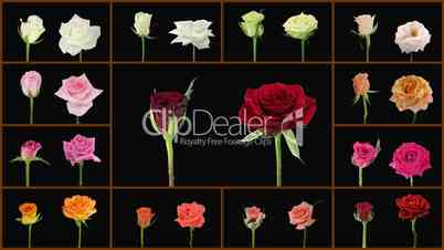 Montage opening and dying colorful roses wall 1a alpha matte