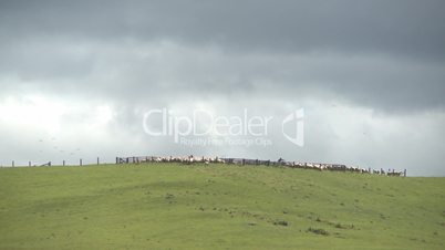 sheep top of hill muster