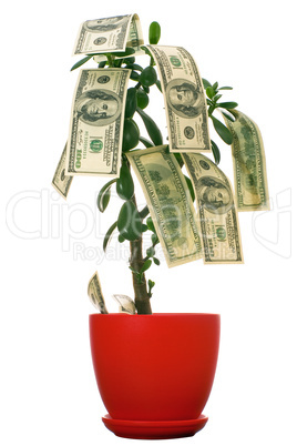 Dollars on the tree