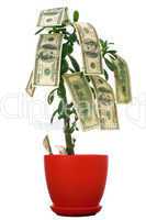 Dollars on the tree