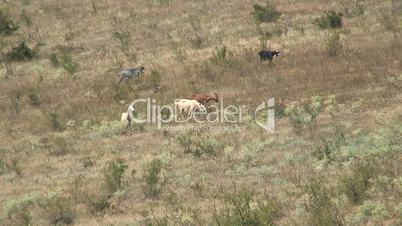 Goats graze in Crimea