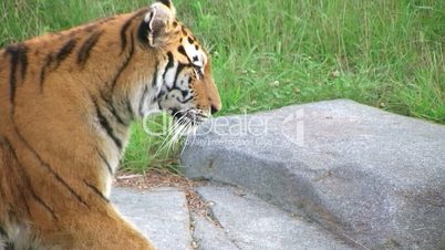 Tiger Rests On Rock 02