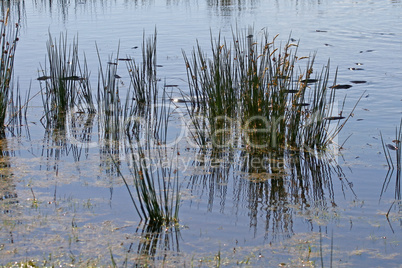 Bodmin Moor, Colliford Lake, Stausee, Cornwall