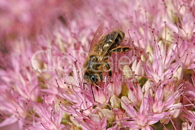 Biene auf Fetthenne (Sedum)