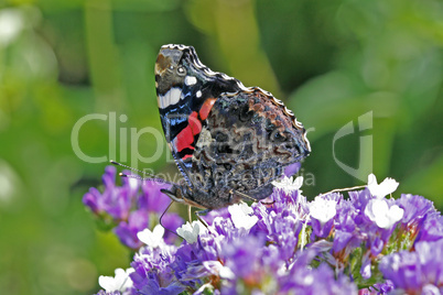 Vanessa atalanta, Admiral