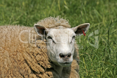 Schaf - Brown sheep