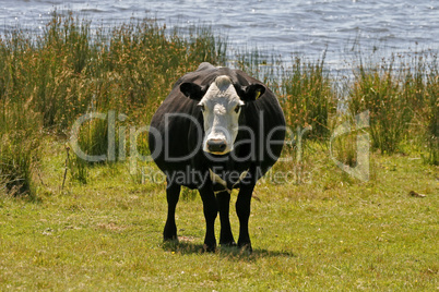 Kuh, Bodmin Moor, Colliford Lake, Cornwall