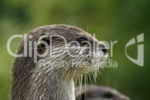 Zwergotter, Fingerotter (Aonyx cinerea), Asian Otter, Oriental Small-clawed Otter