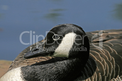 Kanadagans, Branta canadensis, Canada goose