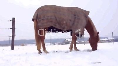 Horse eating by winter time