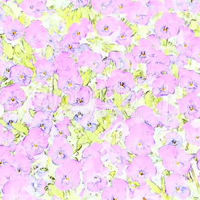 soft pink violets