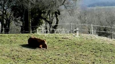 Horse lying on the grass