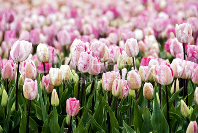 field of pink parrot-tulips