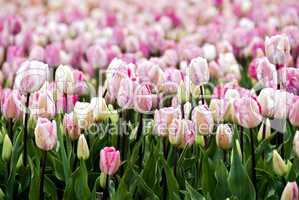 field of pink parrot-tulips