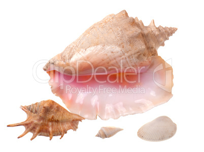 sea shell on a white background