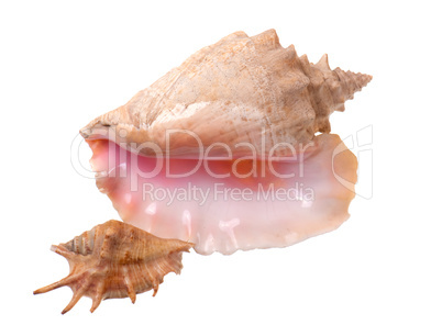 sea shell on a white background