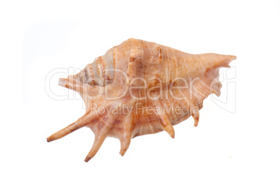 sea shell on a white background