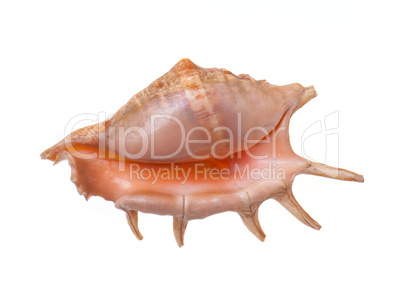 sea shell on a white background