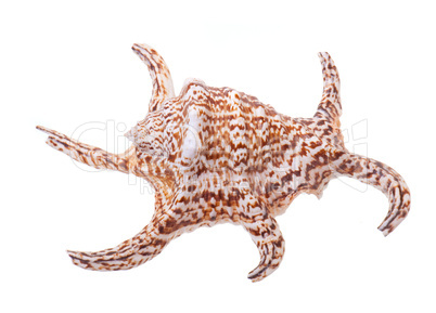 sea shell on a white background