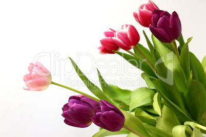 Tulpen, tulips