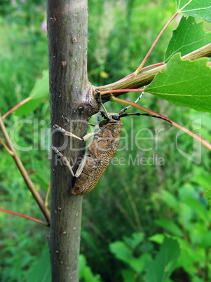 Large beetle on branch