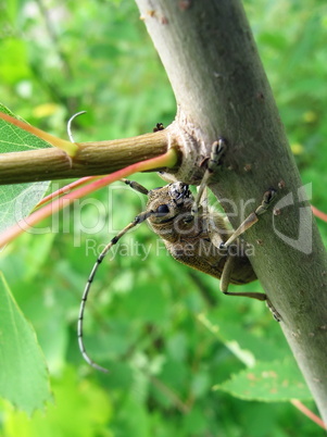 Large beetle on tree