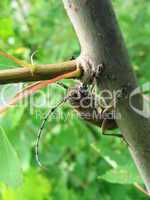 Large beetle on tree