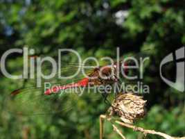 Red dragonfly on stalk