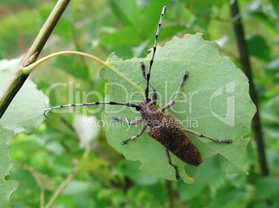 Beetle on leaf