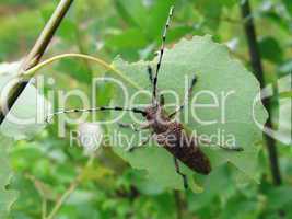 Beetle on leaf